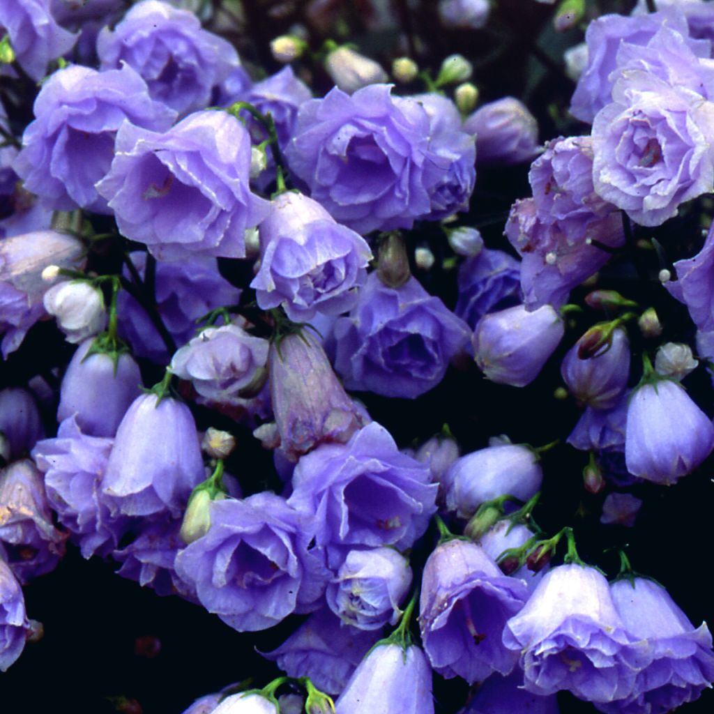 Campanula cochleariifolia Elizabeth Oliver - Zwerg-Glockenblume