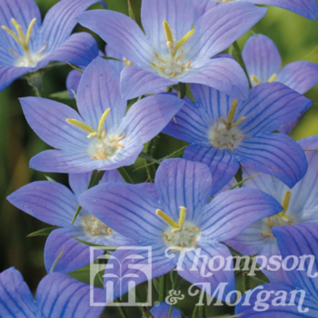 Campanula ramosissima Meteora (Samen) - Verzweigte Glockenblume