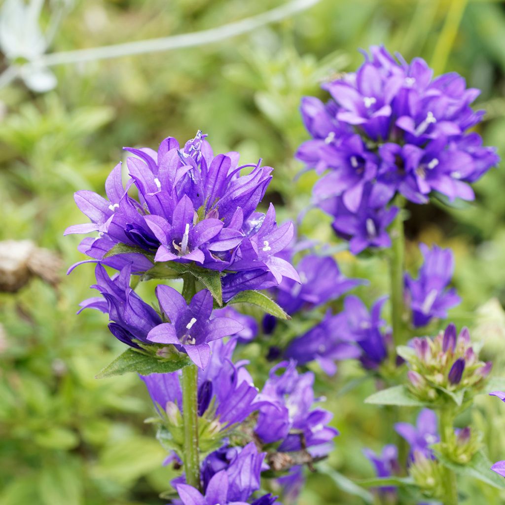 Campanula glomerata Superba - Knäuel-Glockenblume