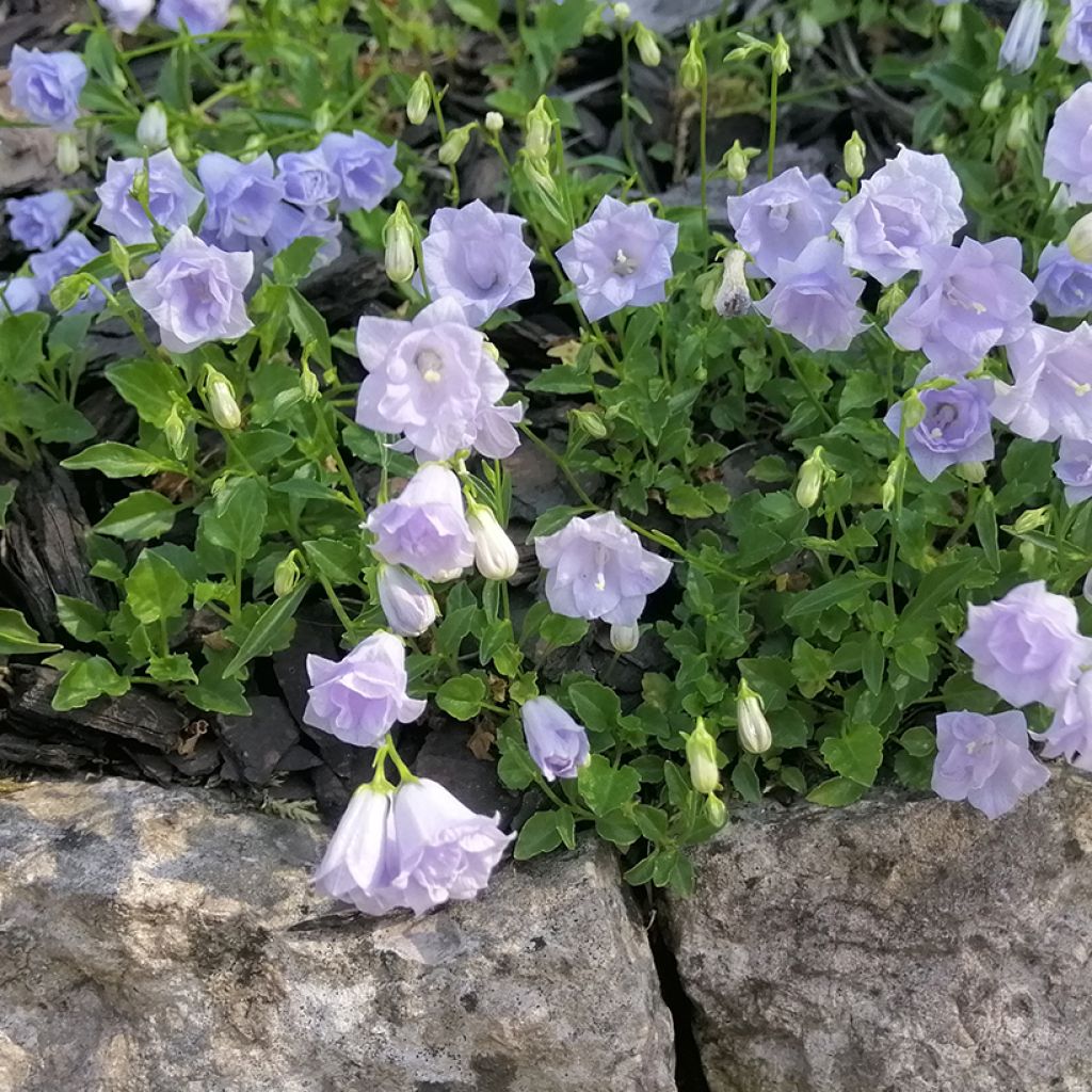 Campanula cochleariifolia Elizabeth Oliver - Zwerg-Glockenblume
