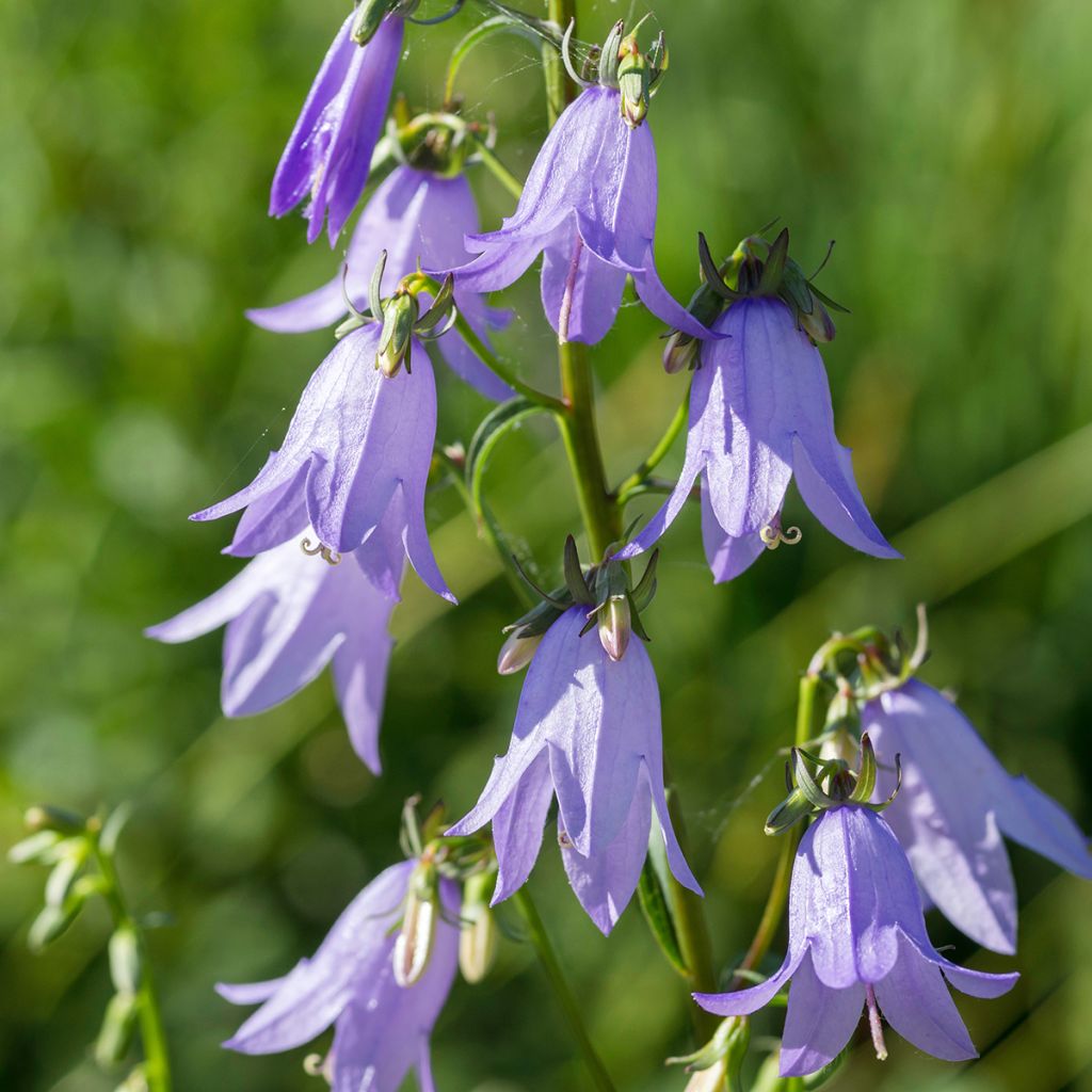 Campanula latifolia var. macrantha - Breitblättrige Glockenblume