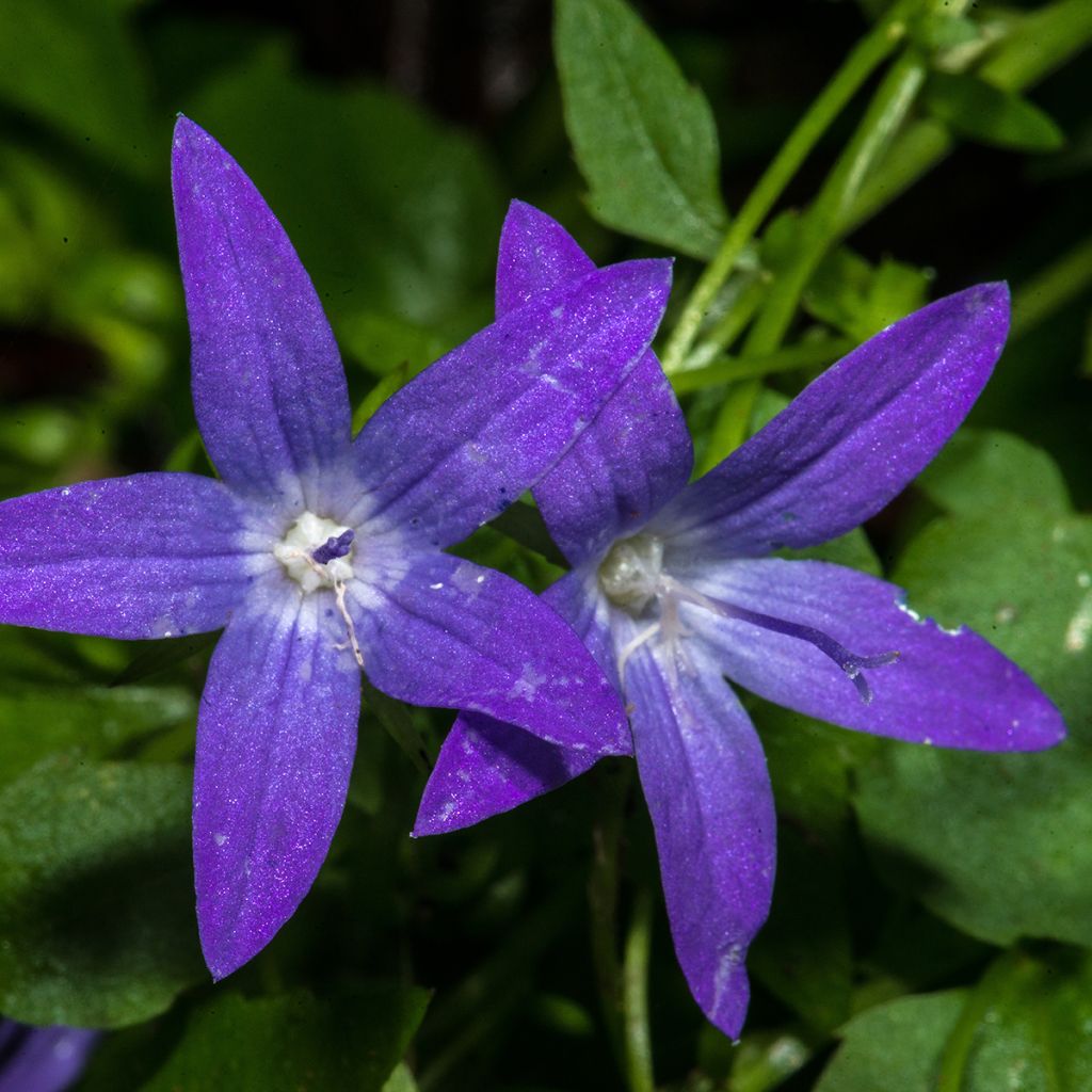 Campanula poscharskyana - Hängepolster-Glockenblume