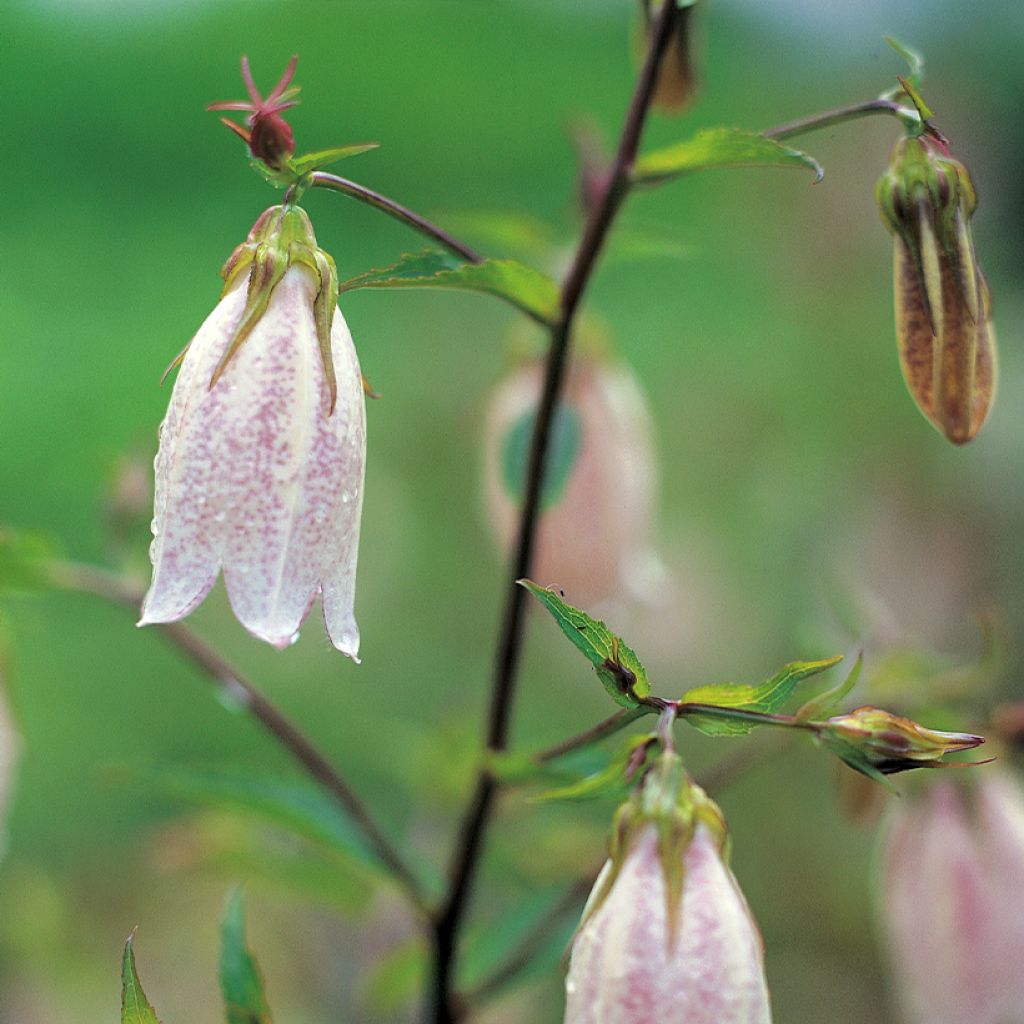 Campanula takesimana - Korea-Glockenblume