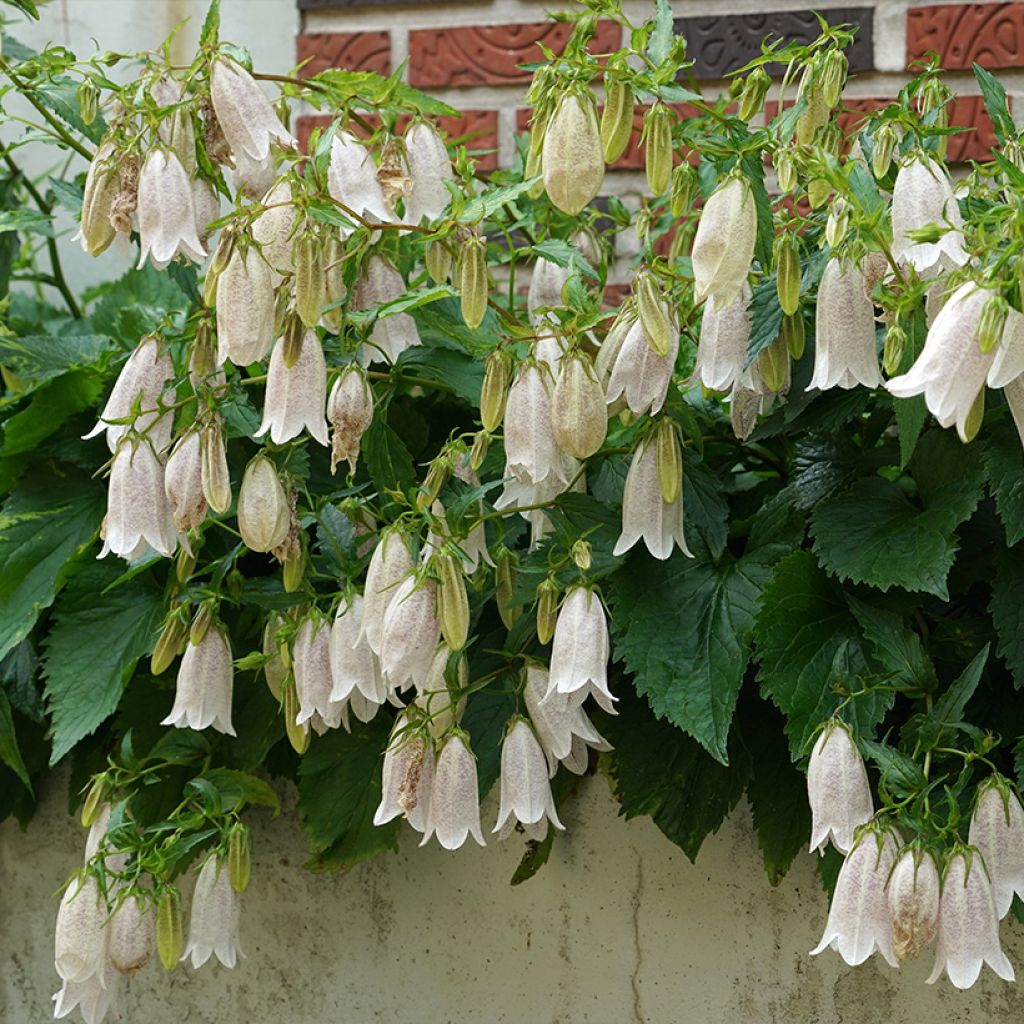 Campanula takesimana - Korea-Glockenblume