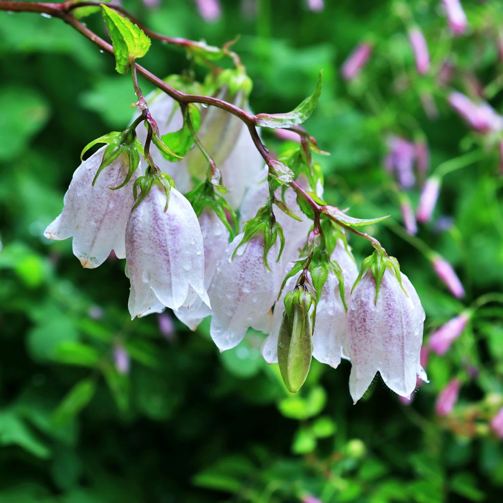 Campanula takesimana - Korea-Glockenblume