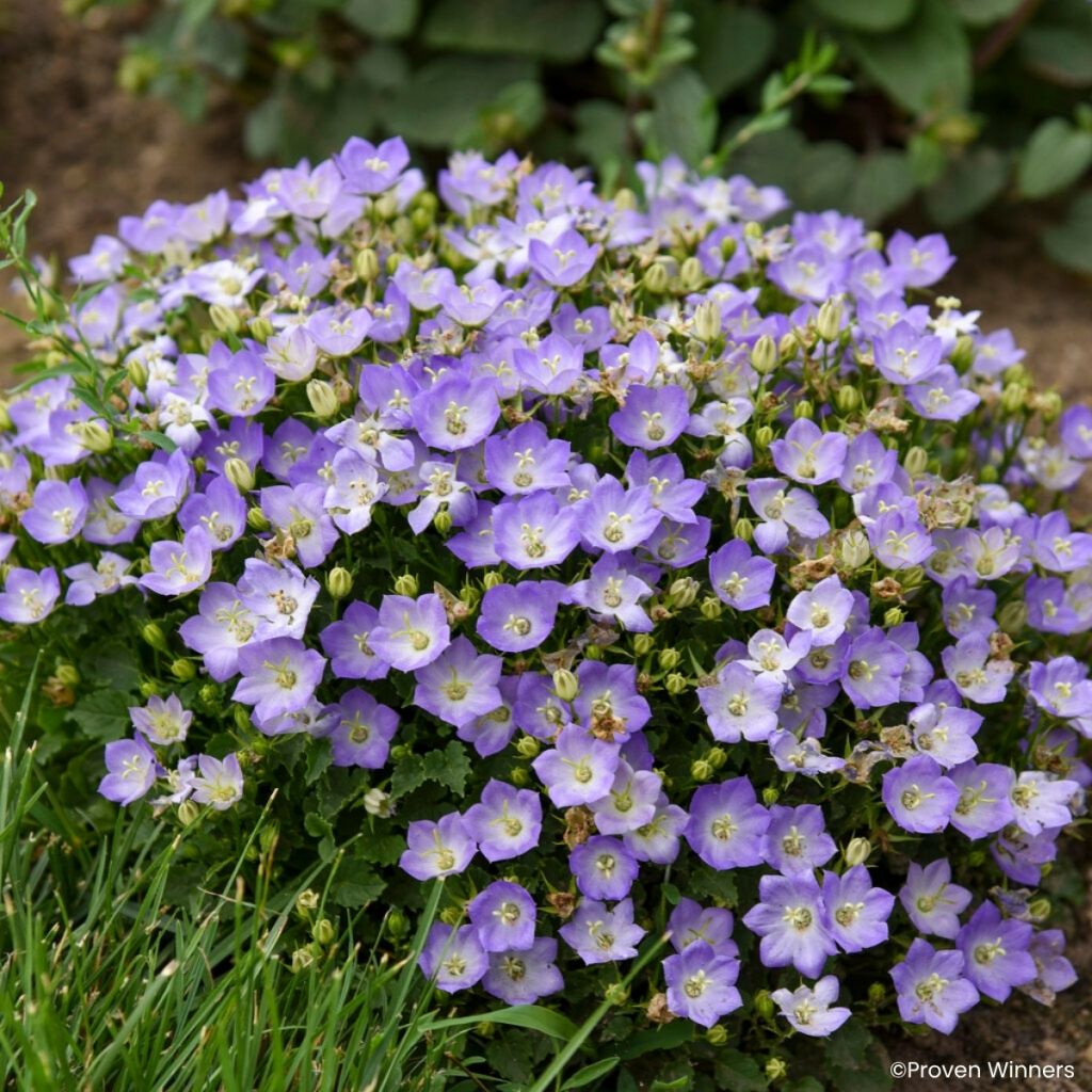Karpaten-Glockenblume Mini Marvels Twilight - Campanula carpatica