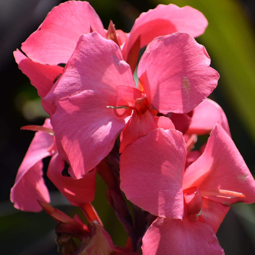 Blumenrohr Pink and Roses - Canna