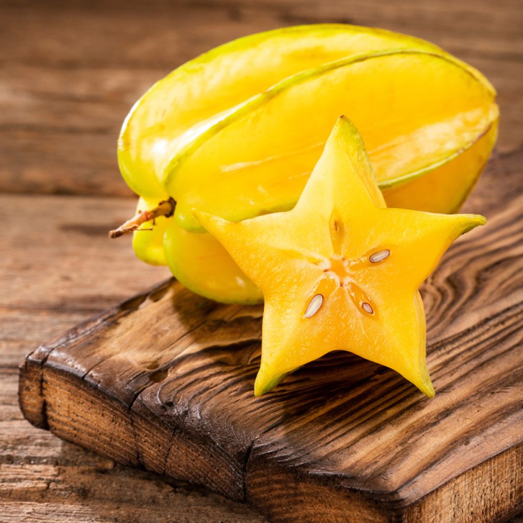 Sternfrucht Arkin - Averrhoa carambola