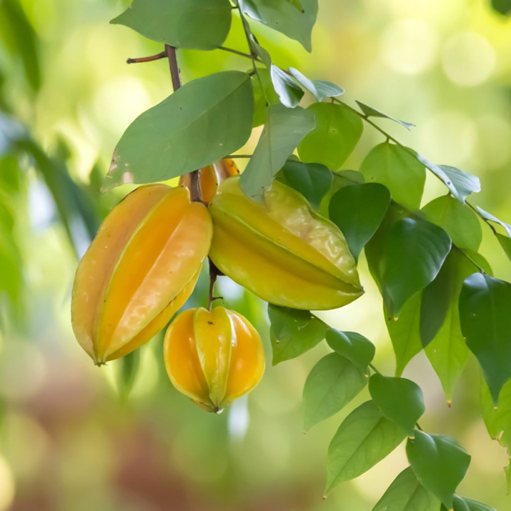 Sternfrucht Arkin - Averrhoa carambola