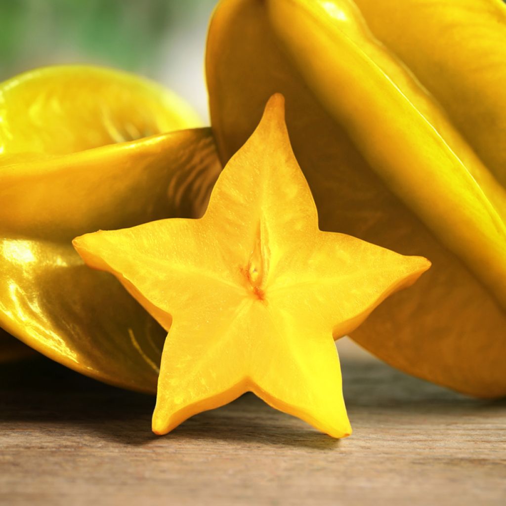 Sternfrucht Arkin - Averrhoa carambola