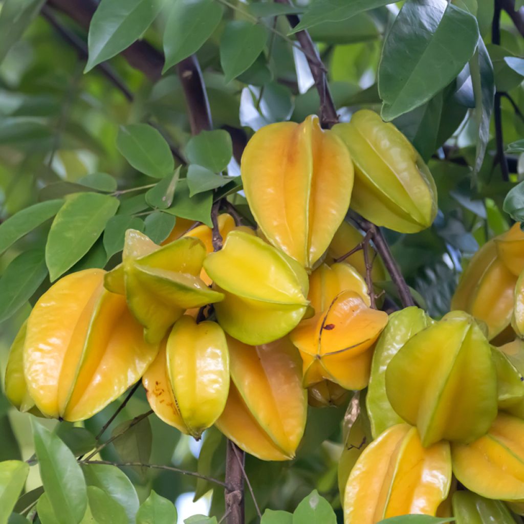 Sternfrucht Arkin - Averrhoa carambola
