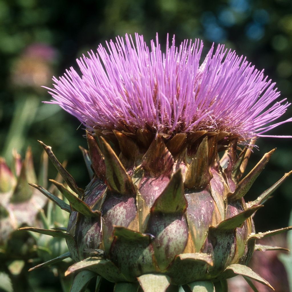 Wilde Artischocke plein blanc inerme - Cynara cardunculus