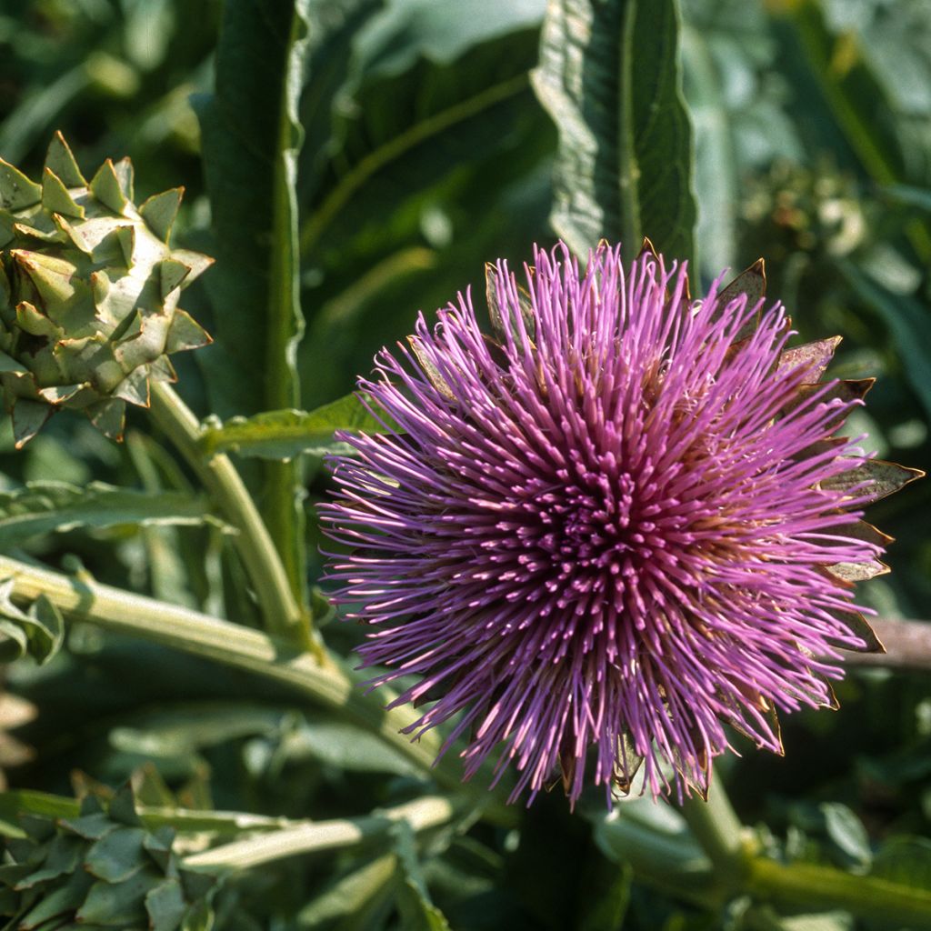 Wilde Artischocke plein blanc inerme - Cynara cardunculus