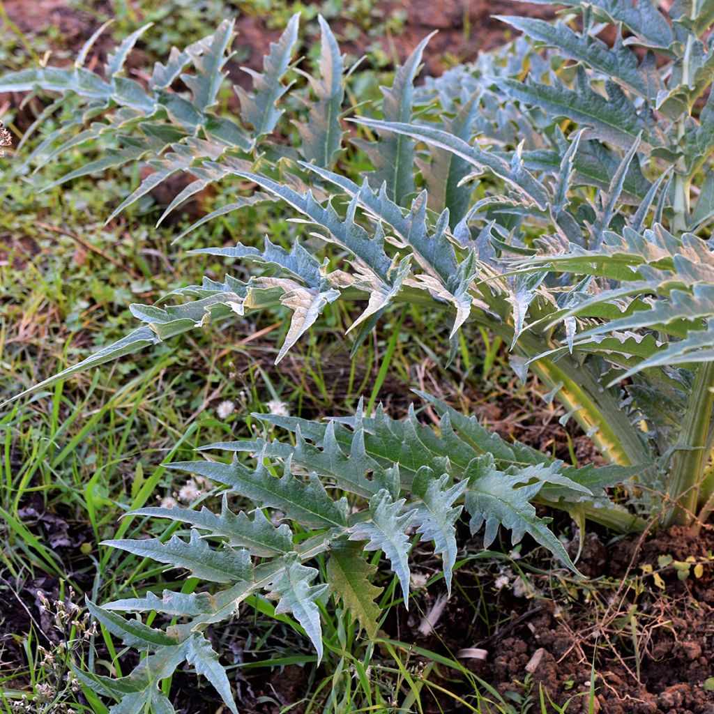 Wilde Artischocke d'Alger - Cynara cardunculus