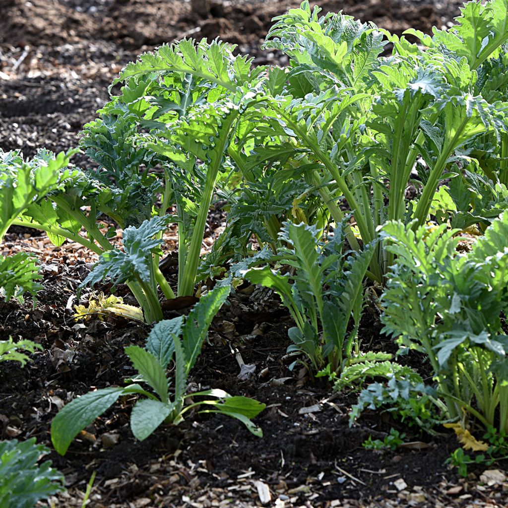 Wilde Artischocke d'Alger - Cynara cardunculus