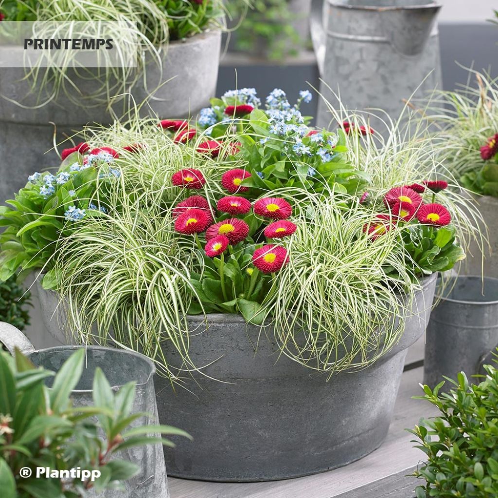 Carex oshimensis EverColor Everlite - Oshima-Segge