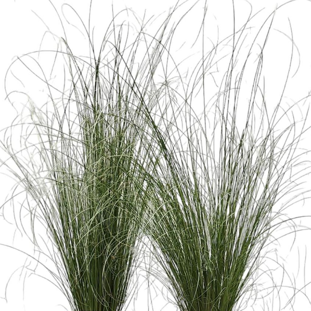 Carex buchananii Green Twist - Fuchsrote Neuseeland-Segge