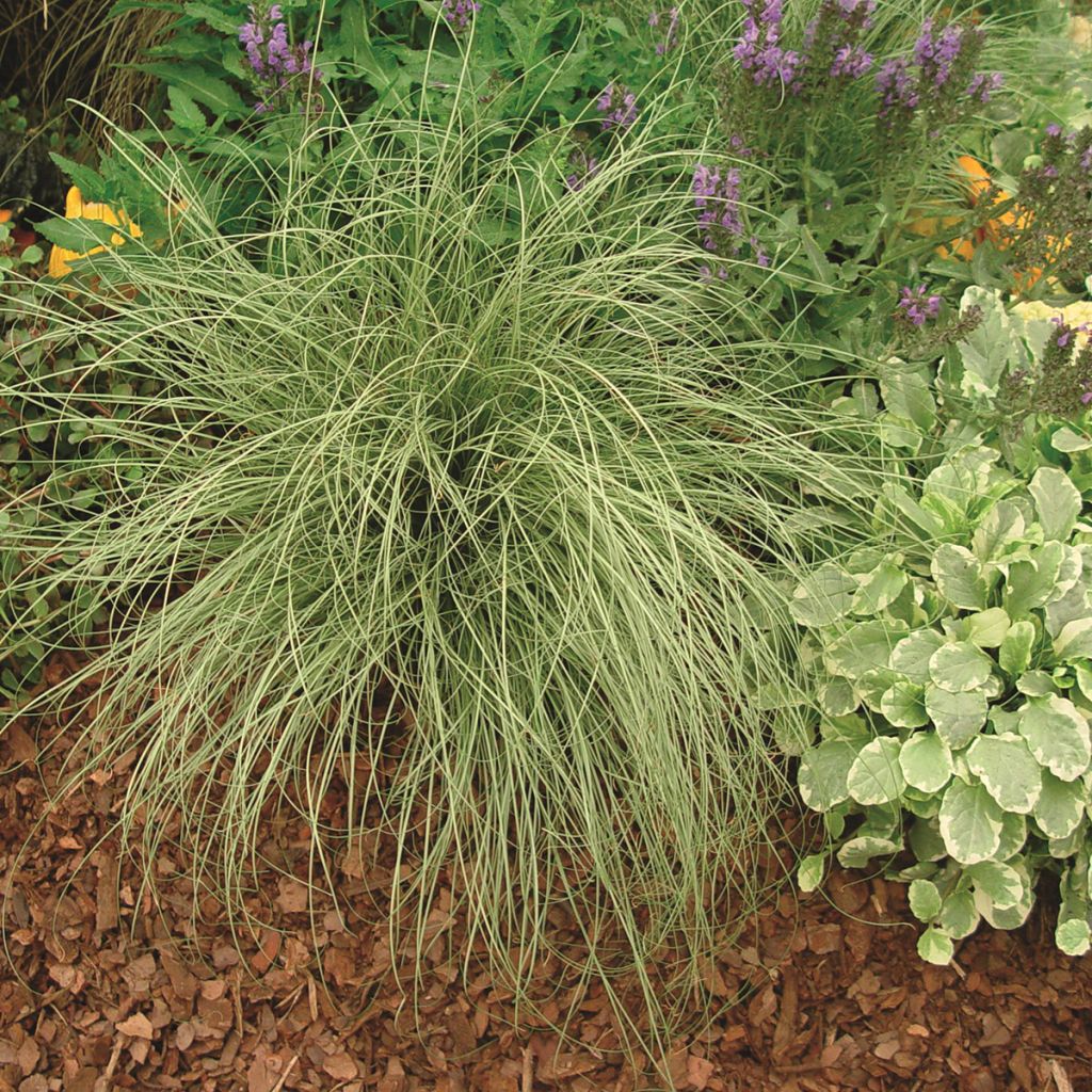 Carex comans Amazon Mist - Neuseeländische Segge
