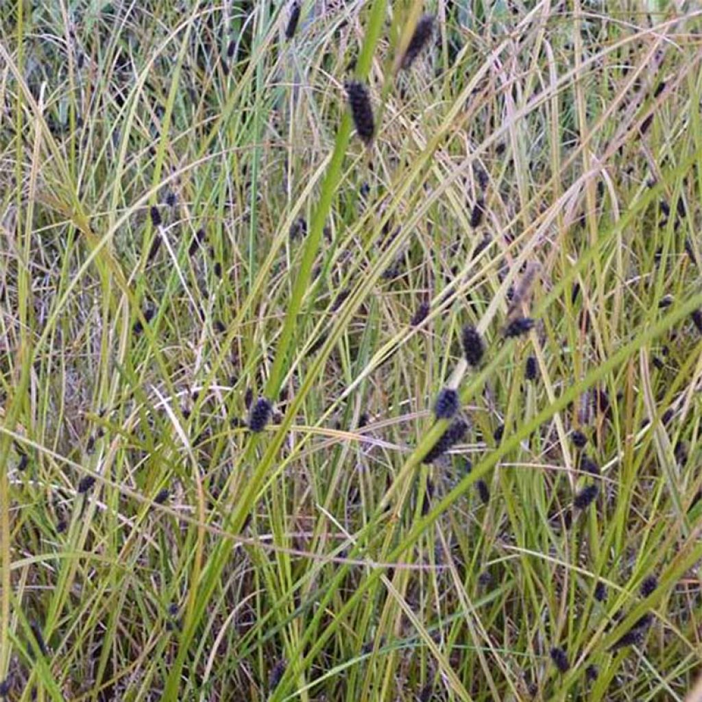 Carex dipsacea - Neuseeland-Segge