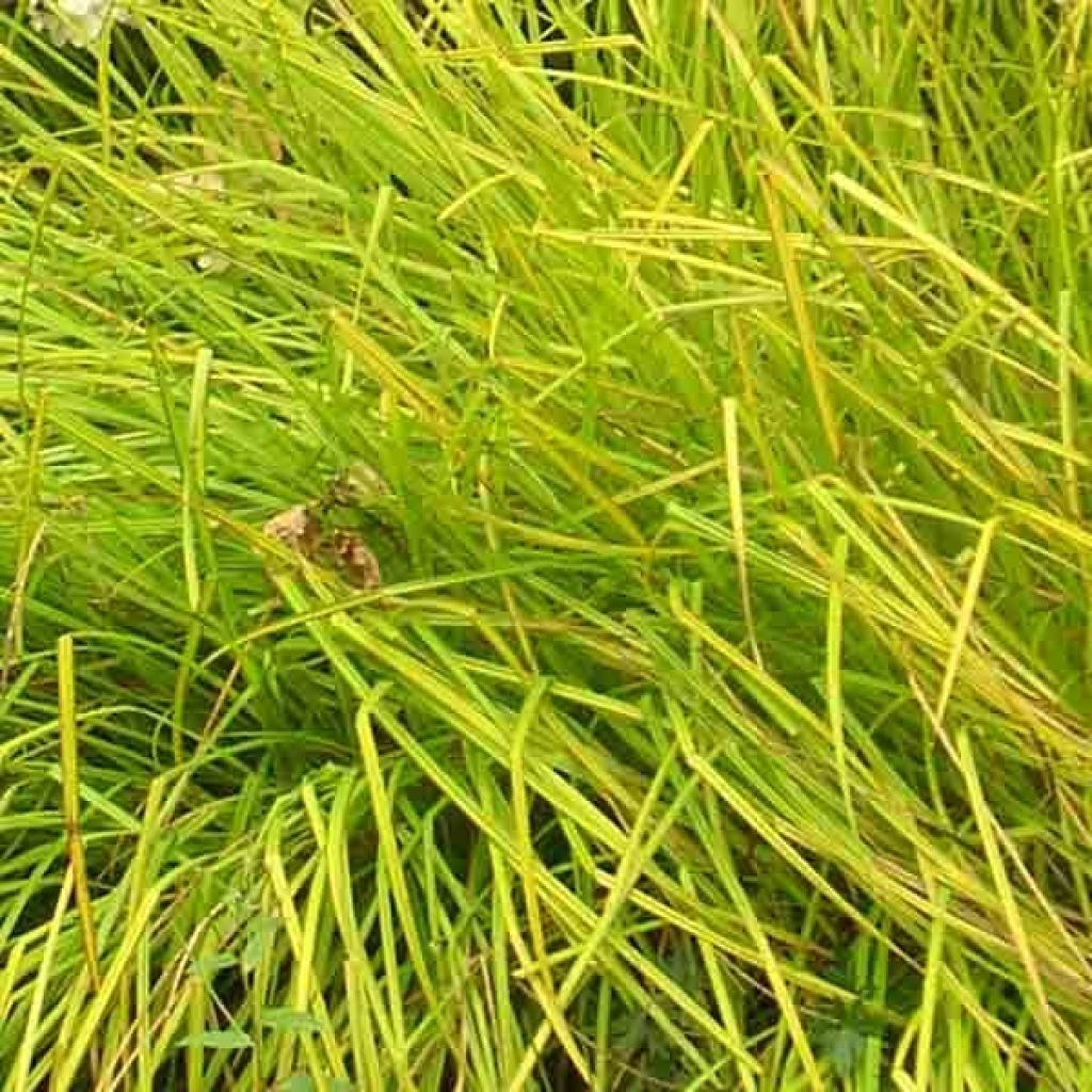 Carex elata Aurea - Steife Segge