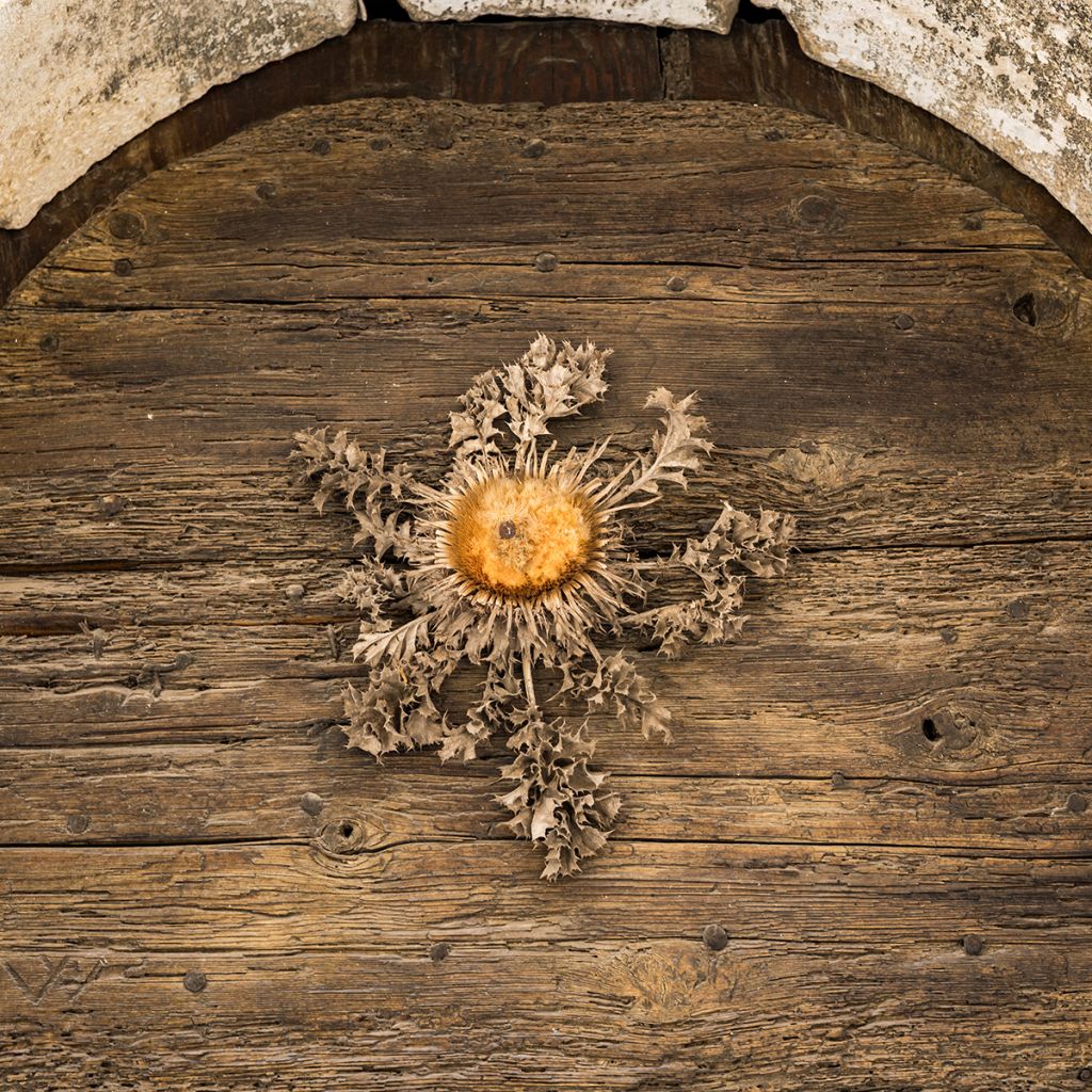 Carlina acanthifolia - Acanthusblättrige Eberwurz