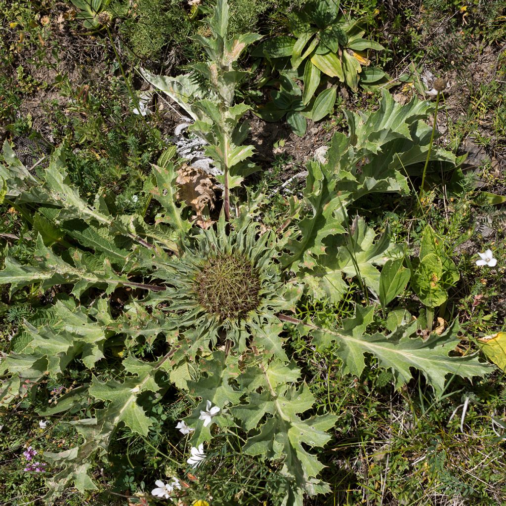 Carlina acanthifolia - Acanthusblättrige Eberwurz
