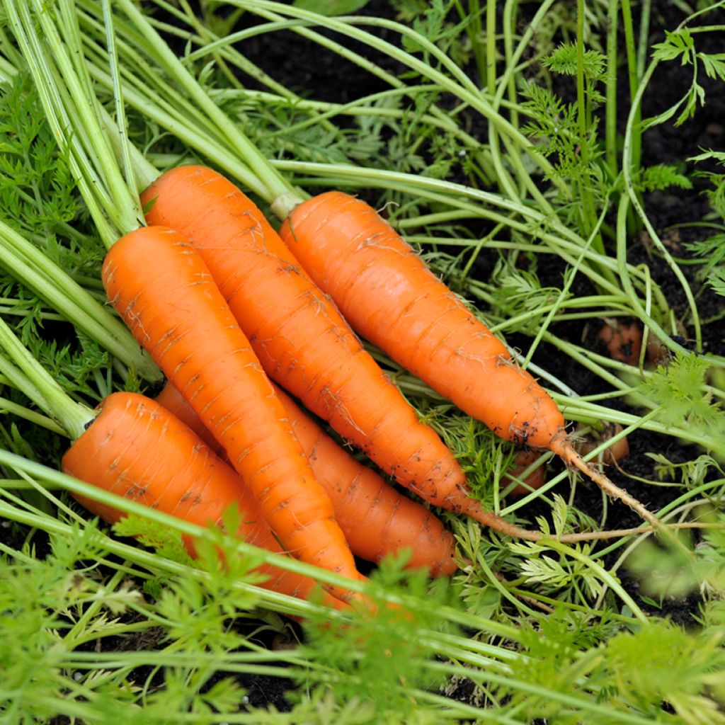 Möhre Amsterdam Forcing 3