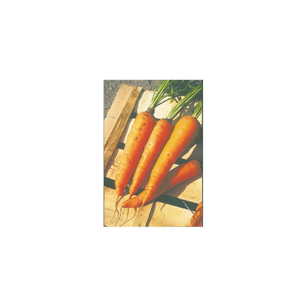 Möhre Longue Lisse de Meaux