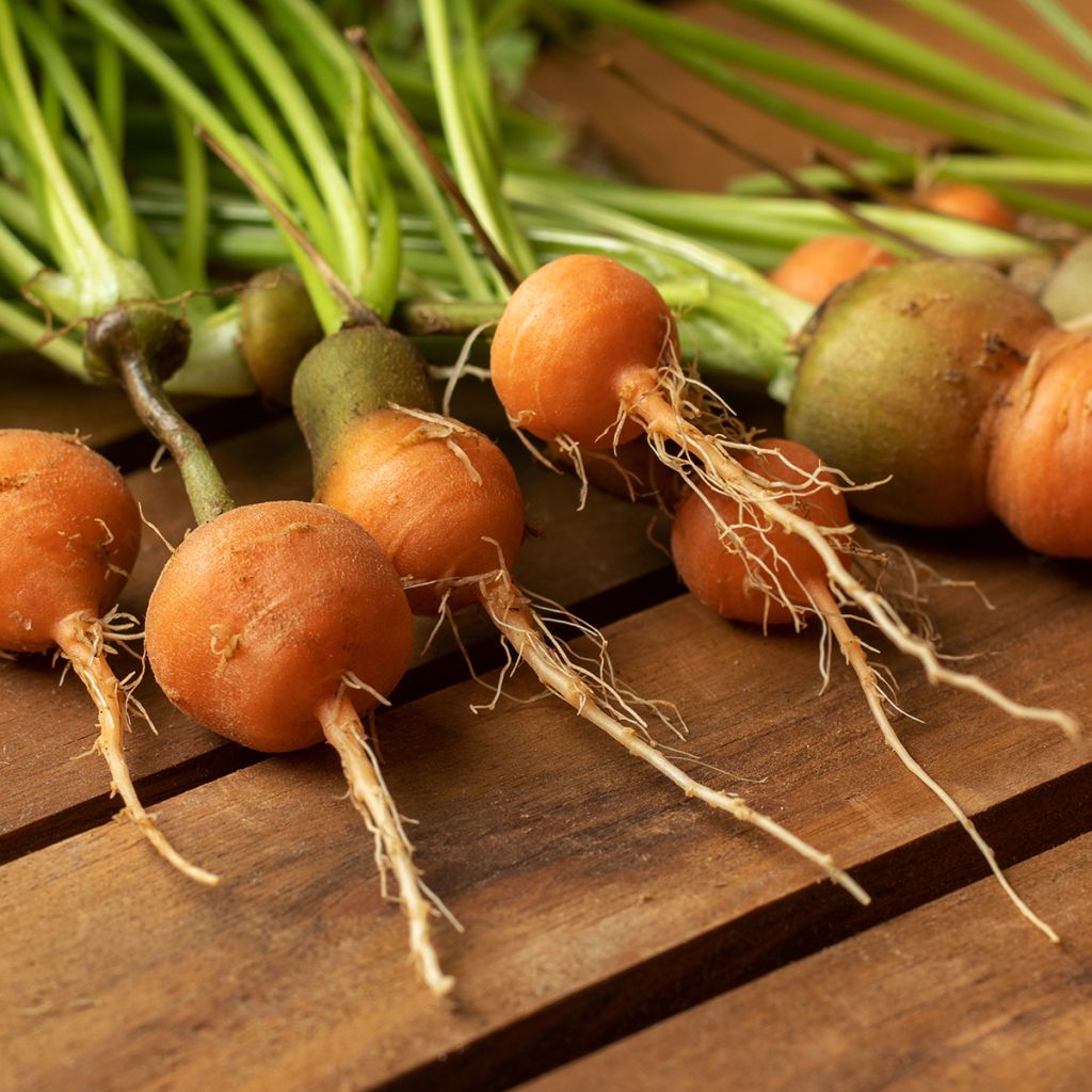 Möhre Marché de Paris