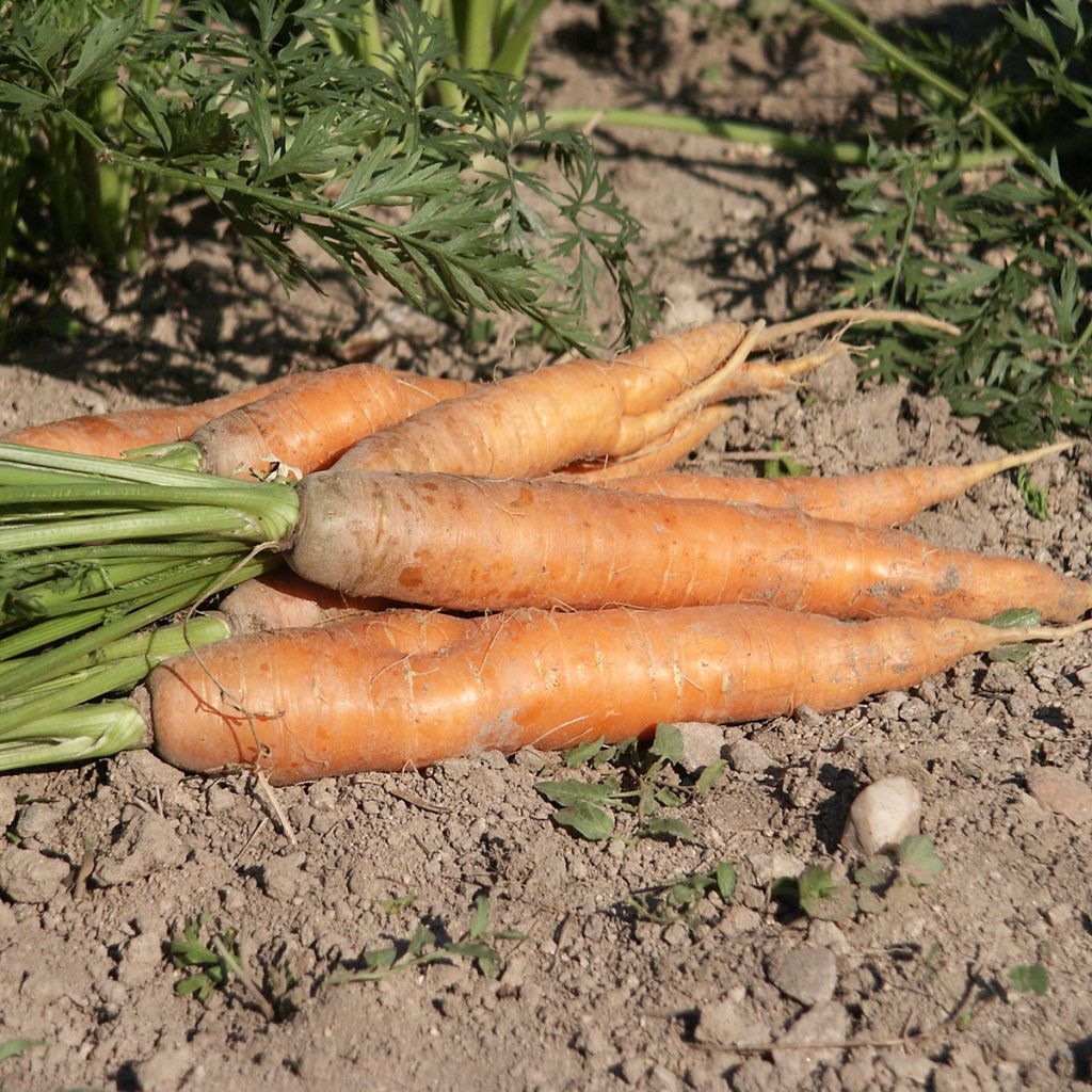 Möhre Nantaise améliorée