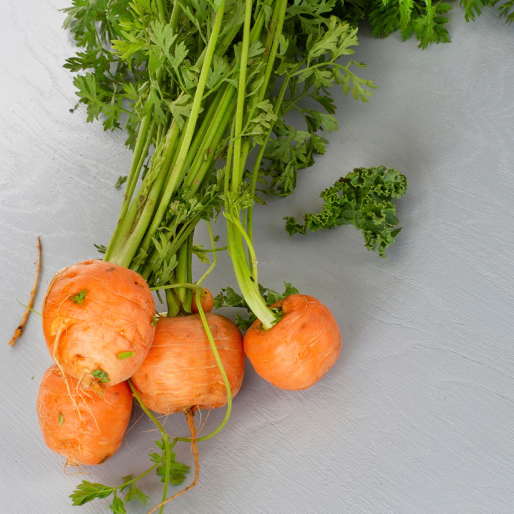 Möhre Paris Market Atlas