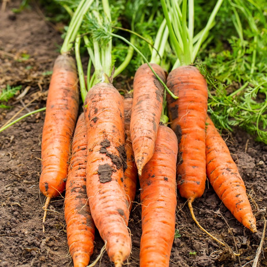 Möhre Sweet Candle F1 Hybrid