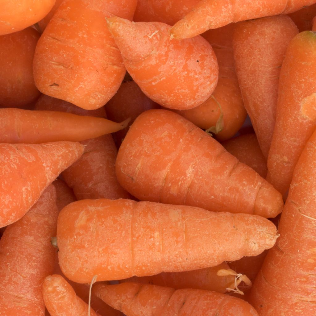 Möhre Chantenay Red Core (BIO Samen)