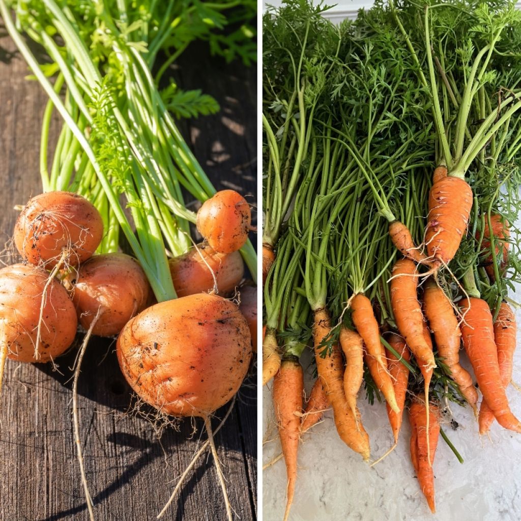 Möhre marché de Paris 3 - Nantaise 2