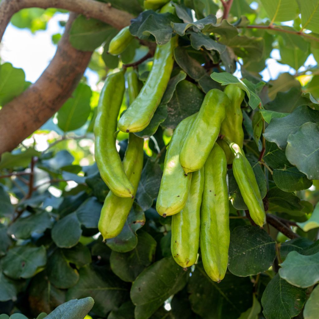 Johannisbrotbaum - Ceratonia siliqua