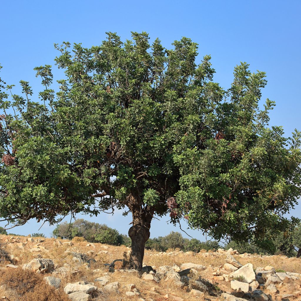 Johannisbrotbaum - Ceratonia siliqua