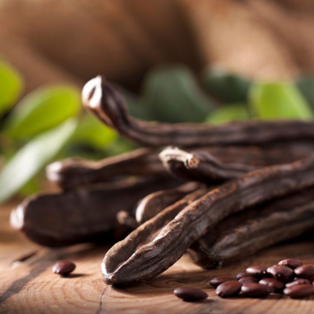 Johannisbrotbaum - Ceratonia siliqua