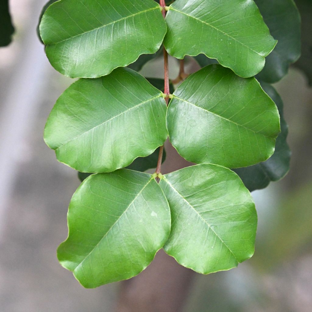 Johannisbrotbaum - Ceratonia siliqua