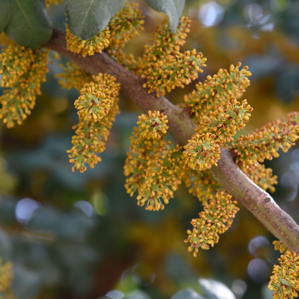 Johannisbrotbaum - Ceratonia siliqua