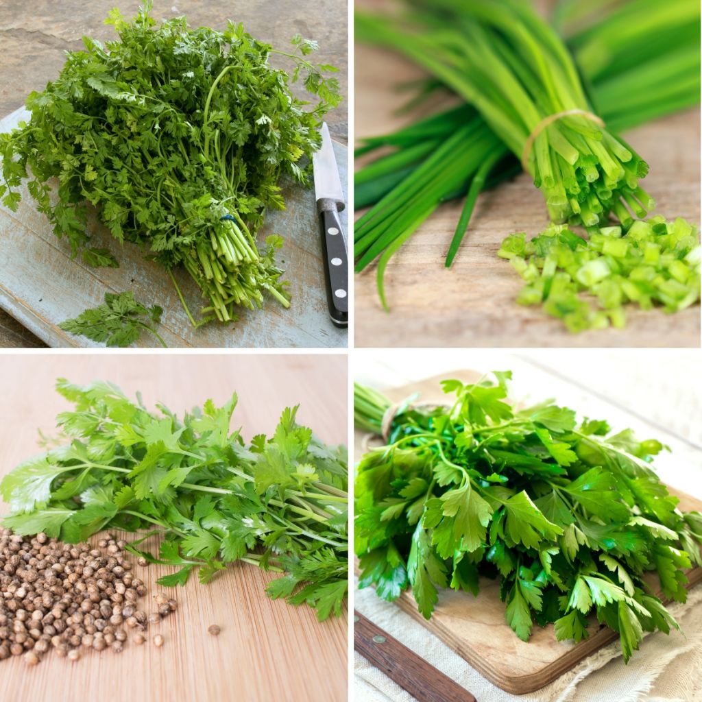 Mischung von Kräuterband (Schnittlauch - Petersilie - Koriander - Kerbel) - Bio - Ferme de Sainte Marthe