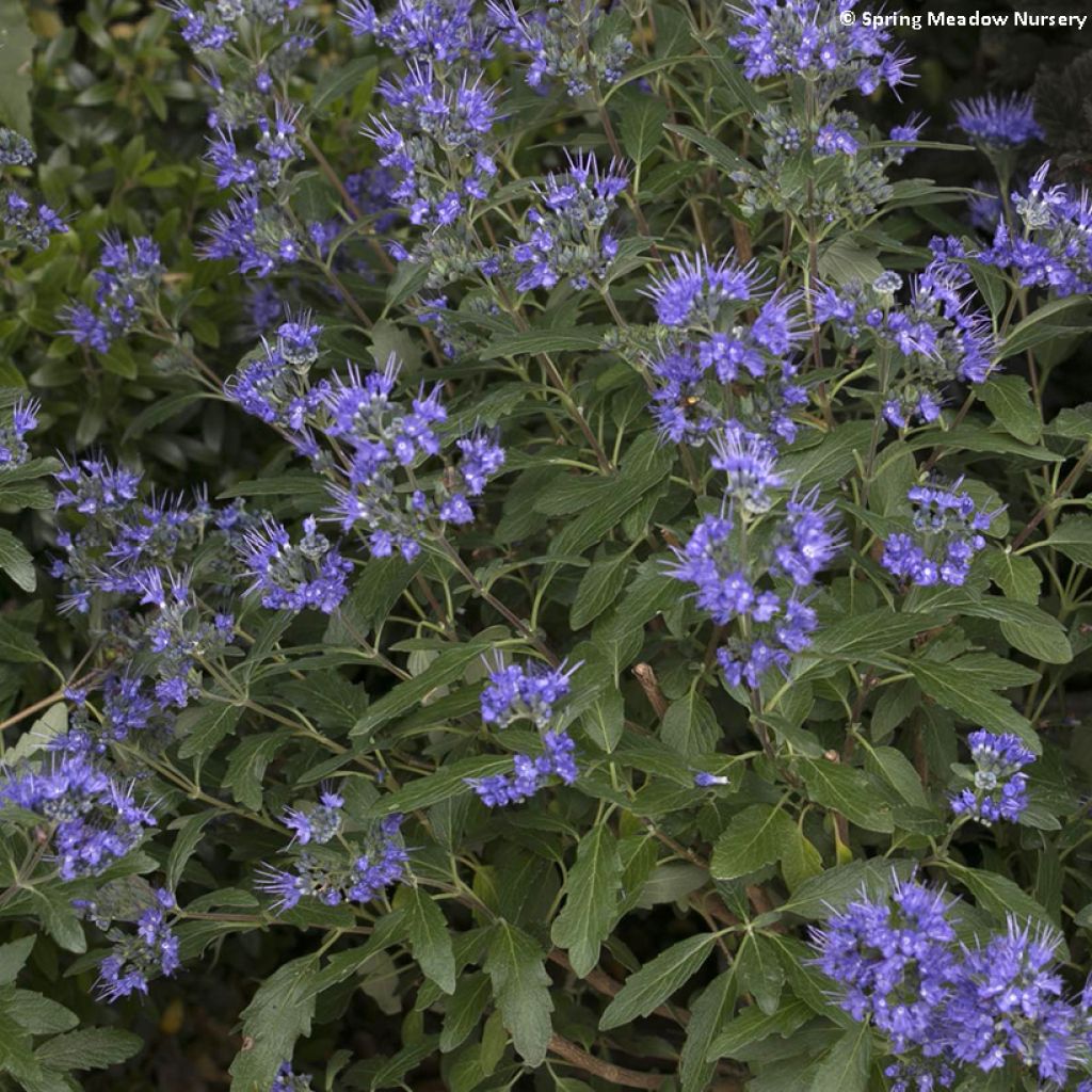 Bartblume Beyond Midnight - Caryopteris clandonensis