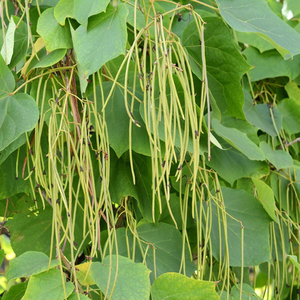 Trompetenbaum - Catalpa bignonioides