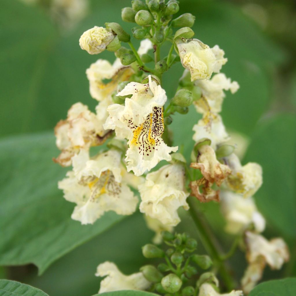 Gelber Trompetenbaum Slender Silhoutte - Catalpa ovata