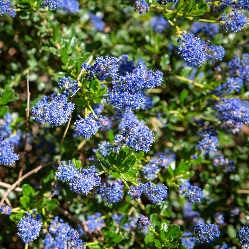 Kalifornischer Flieder Blue Sapphire - Ceanothus thyrsiflorus var. repens