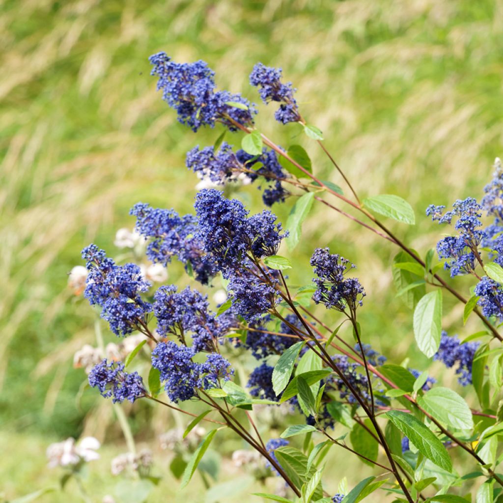 Säckelblume Henri Desfossé - Ceanothus delilianus