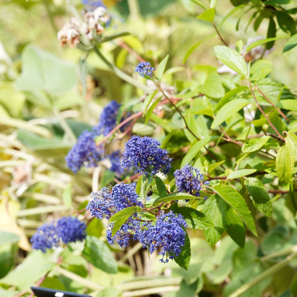 Säckelblume Henri Desfossé - Ceanothus delilianus