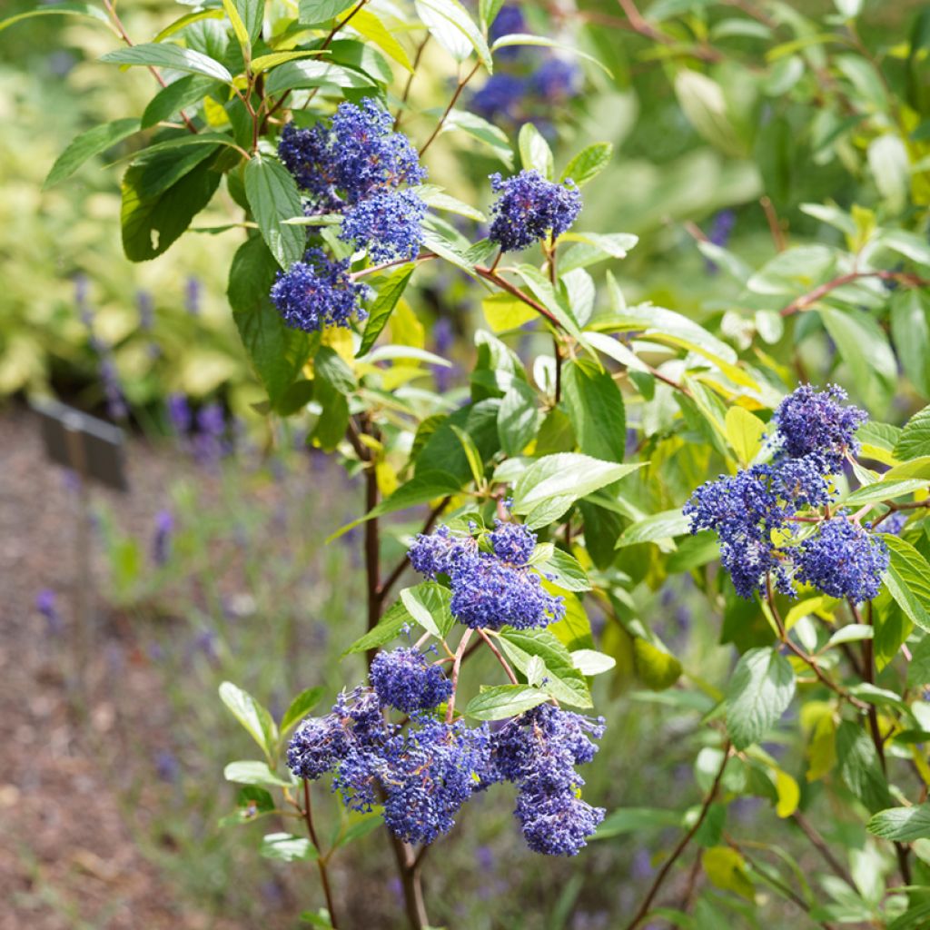 Säckelblume Henri Desfossé - Ceanothus delilianus