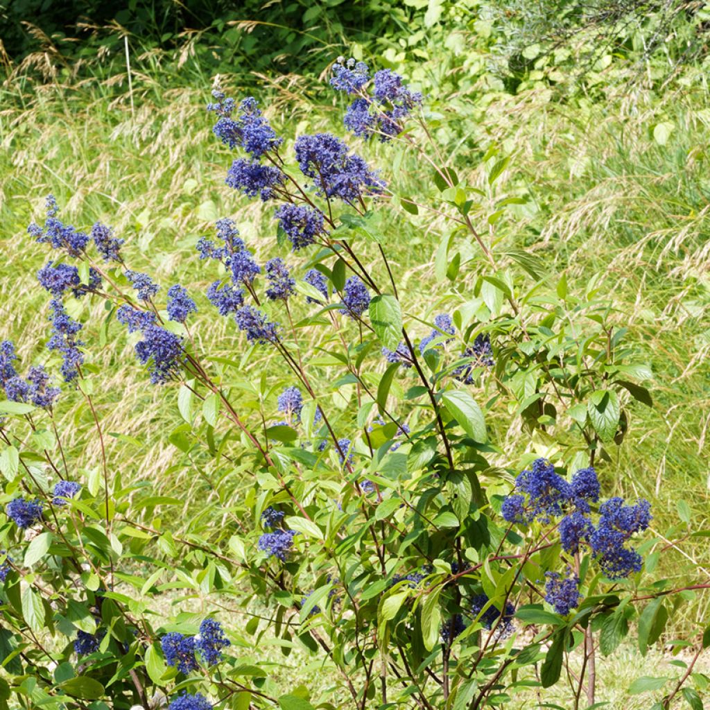 Säckelblume Henri Desfossé - Ceanothus delilianus