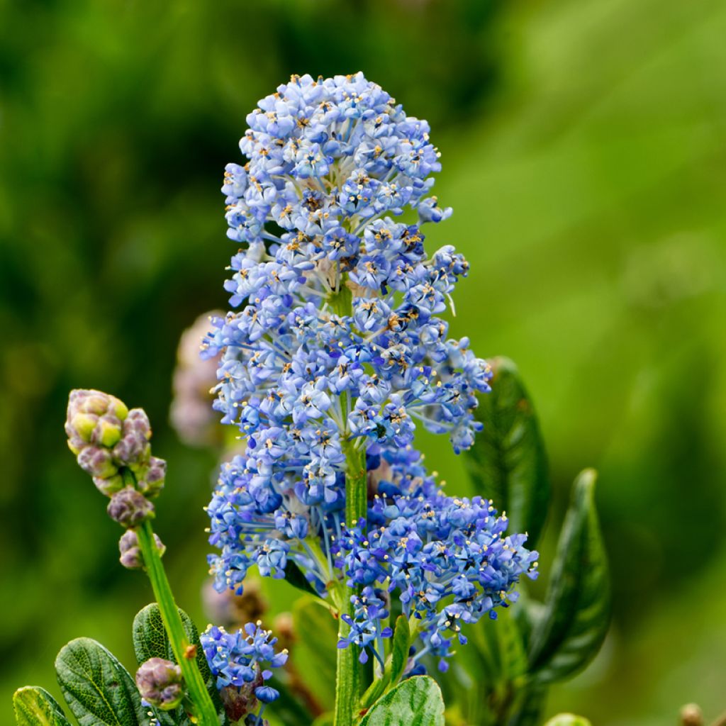 Säckelblume Skylark - Ceanothus
