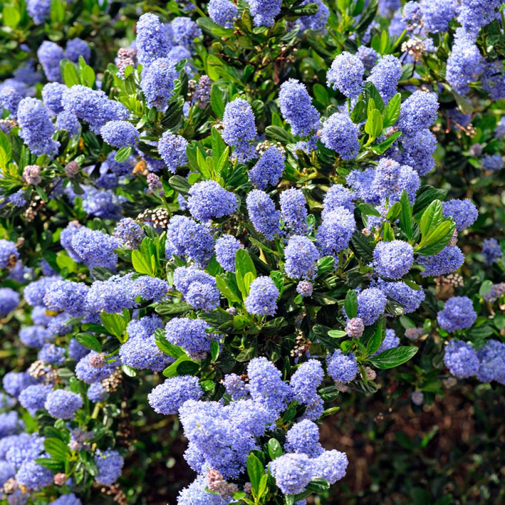 Säckelblume Skylark - Ceanothus
